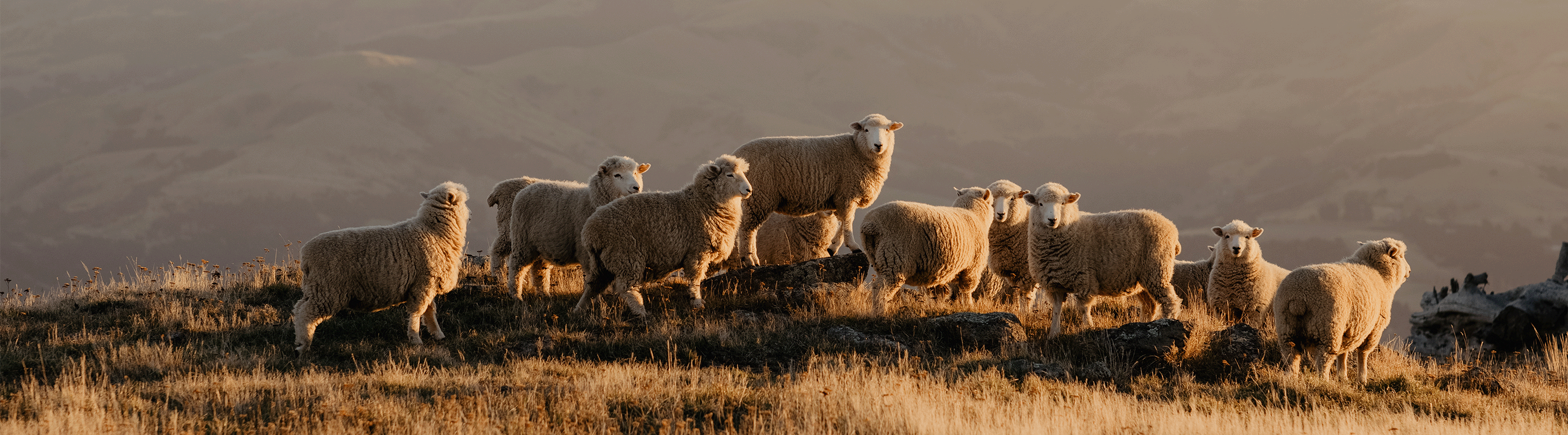 Merinoschafe auf der Weide vor Berghintergrund.